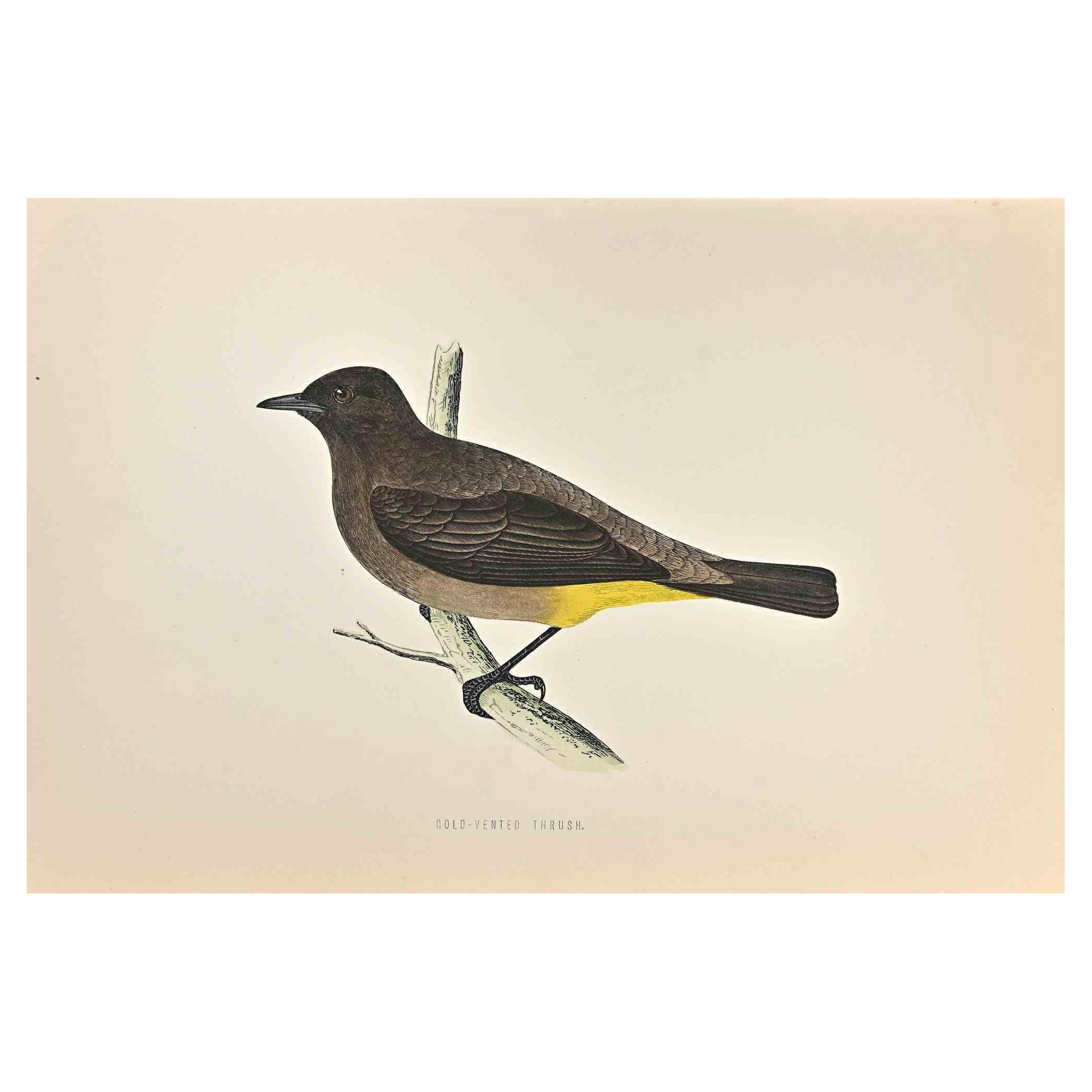 Gold-Vented Thrush is a modern artwork realized in 1870 by the British artist Alexander Francis Lydon (1836-1917) . 

Woodcut print, hand colored, published by London, Bell & Sons, 1870.  Name of the bird printed in plate. This work is part of a