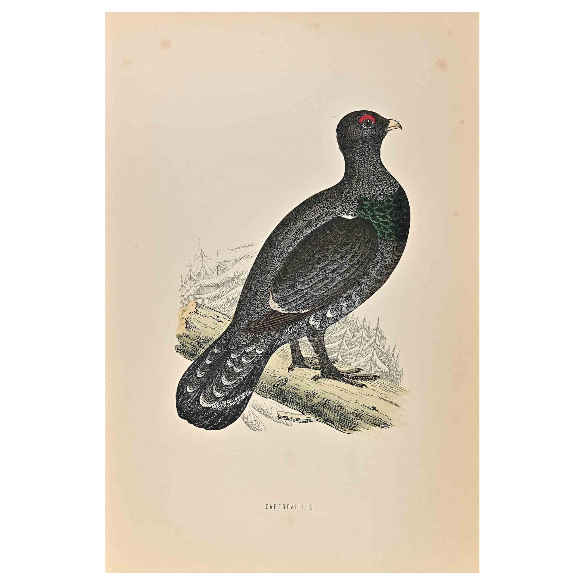 Capercaillie is a modern artwork realized in 1870 by the British artist Alexander Francis Lydon (1836-1917) . 

Woodcut print, hand colored, published by London, Bell & Sons, 1870.  Name of the bird printed in plate. This work is part of a print