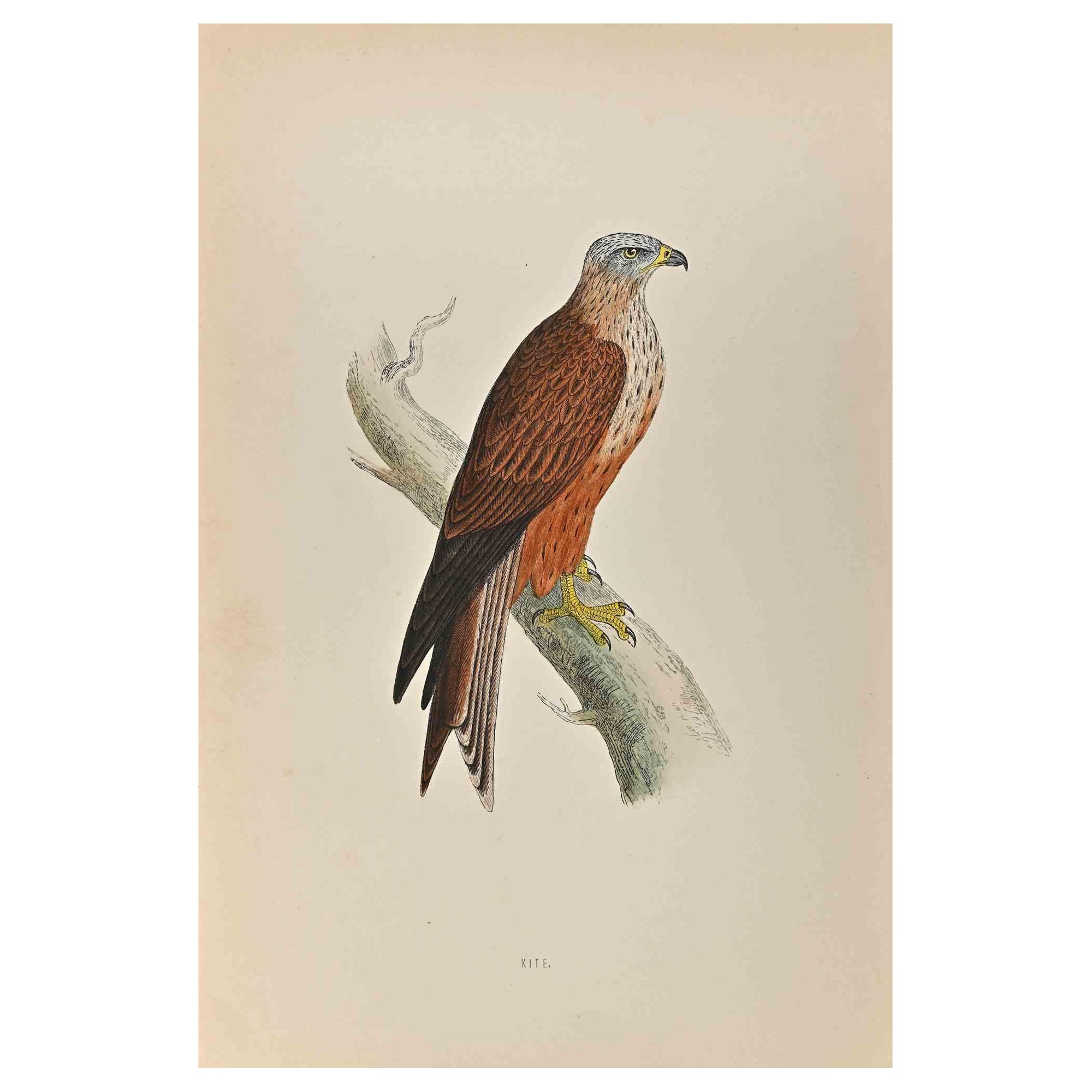 Kite is a modern artwork realized in 1870 by the British artist Alexander Francis Lydon (1836-1917) . 

Woodcut print, hand colored, published by London, Bell & Sons, 1870.  Name of the bird printed in plate. This work is part of a print suite