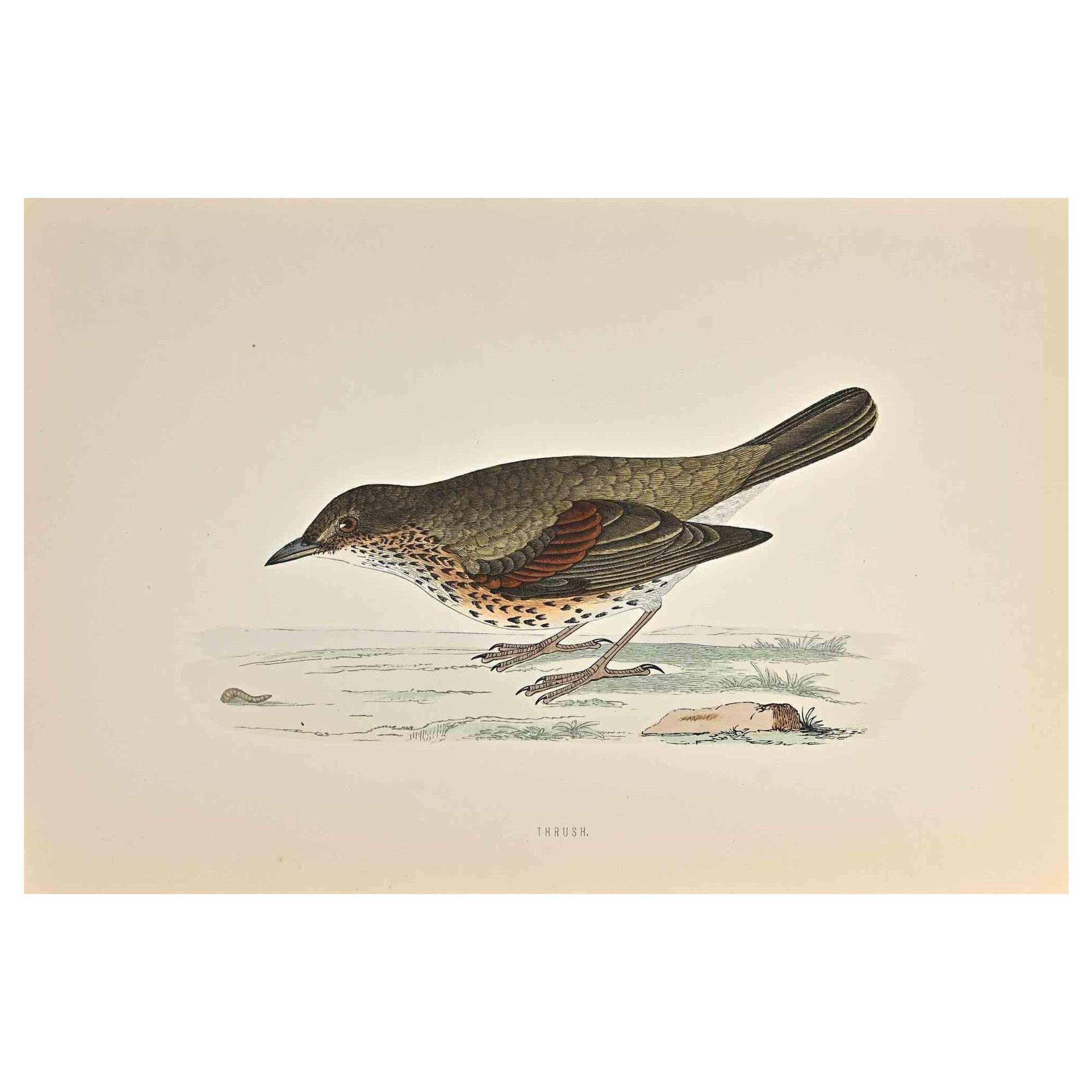 Thrush is a modern artwork realized in 1870 by the British artist Alexander Francis Lydon (1836-1917) . 

Woodcut print, hand colored, published by London, Bell & Sons, 1870.  Name of the bird printed in plate. This work is part of a print suite