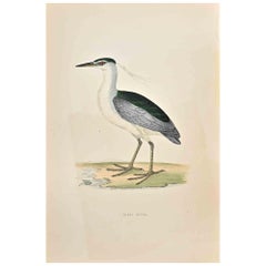 Night Heron - Impression sur bois d'Alexander Francis Lydon  - 1870