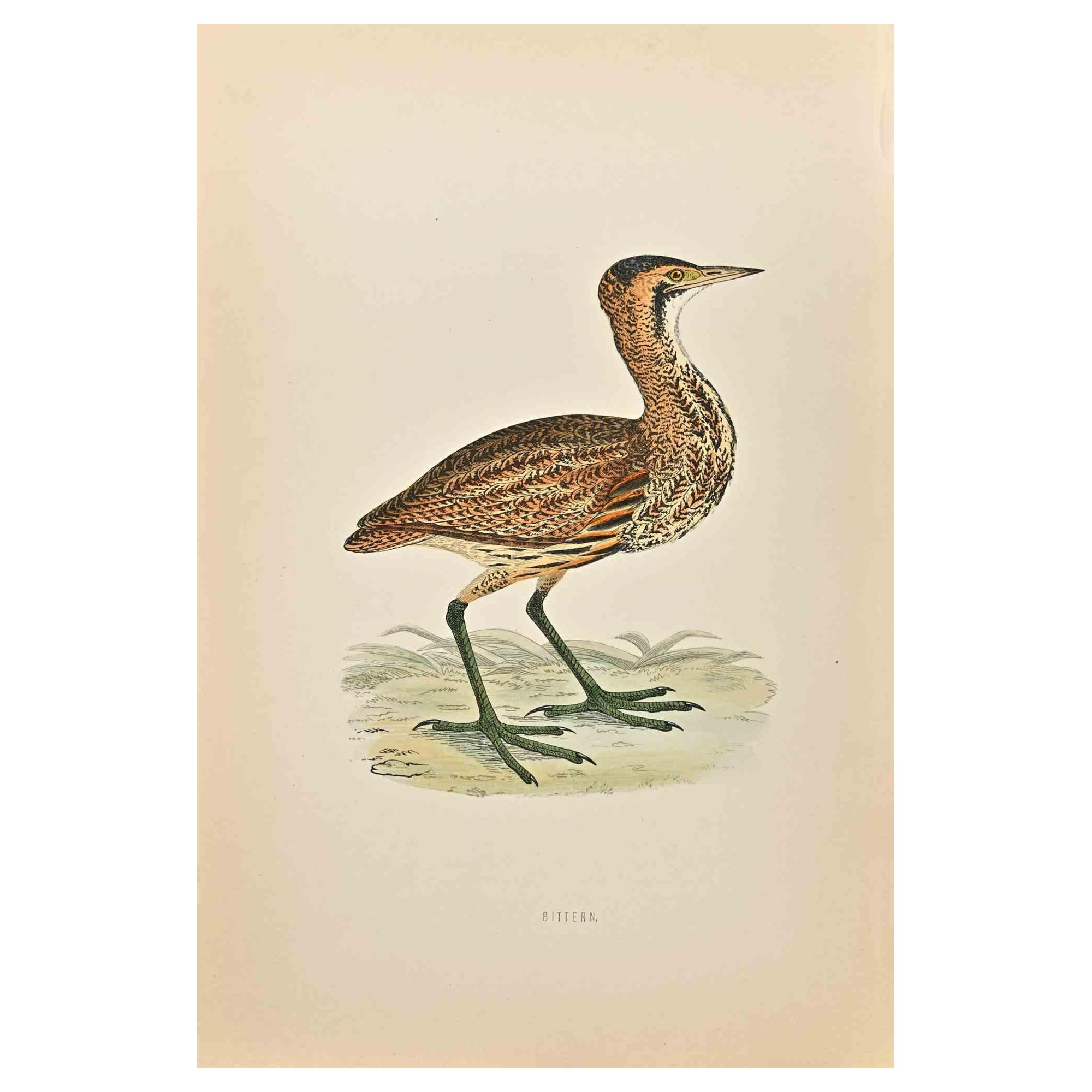 Bittern is a modern artwork realized in 1870 by the British artist Alexander Francis Lydon (1836-1917).

Woodcut print on ivory-colored paper.

Hand-colored, published by London, Bell & Sons, 1870.  

The name of the bird is printed on the plate.