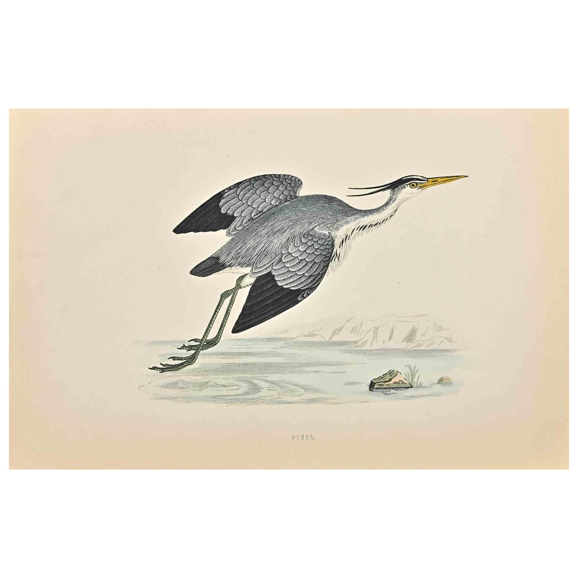 Heron is a modern artwork realized in 1870 by the British artist Alexander Francis Lydon (1836-1917).

Woodcut print on ivory-colored paper.

Hand-colored, published by London, Bell & Sons, 1870.  

The name of the bird is printed on the plate. This