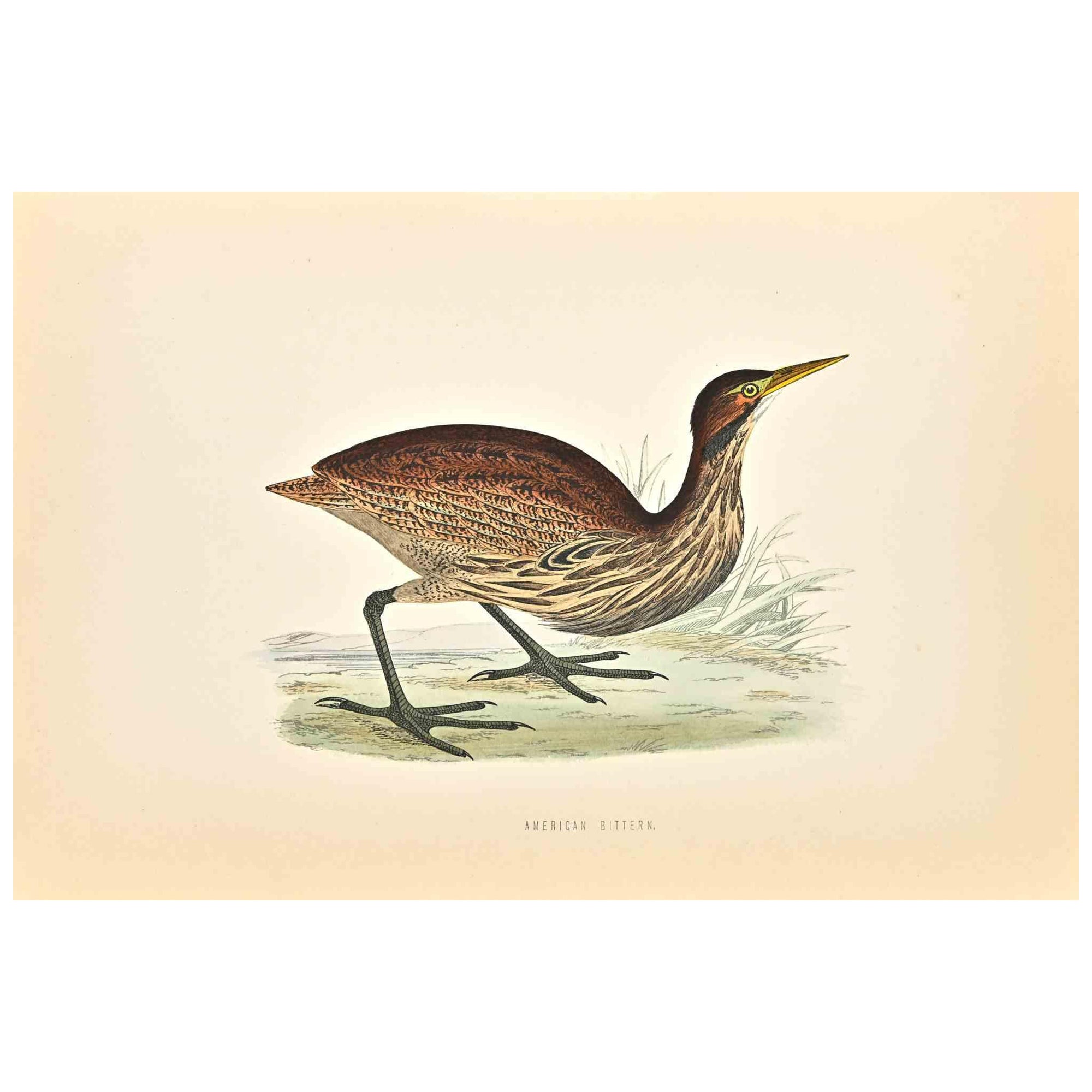 American Bittern is a modern artwork realized in 1870 by the British artist Alexander Francis Lydon (1836-1917).

Woodcut print on ivory-colored paper.

Hand-colored, published by London, Bell & Sons, 1870.  

The name of the bird is printed on the