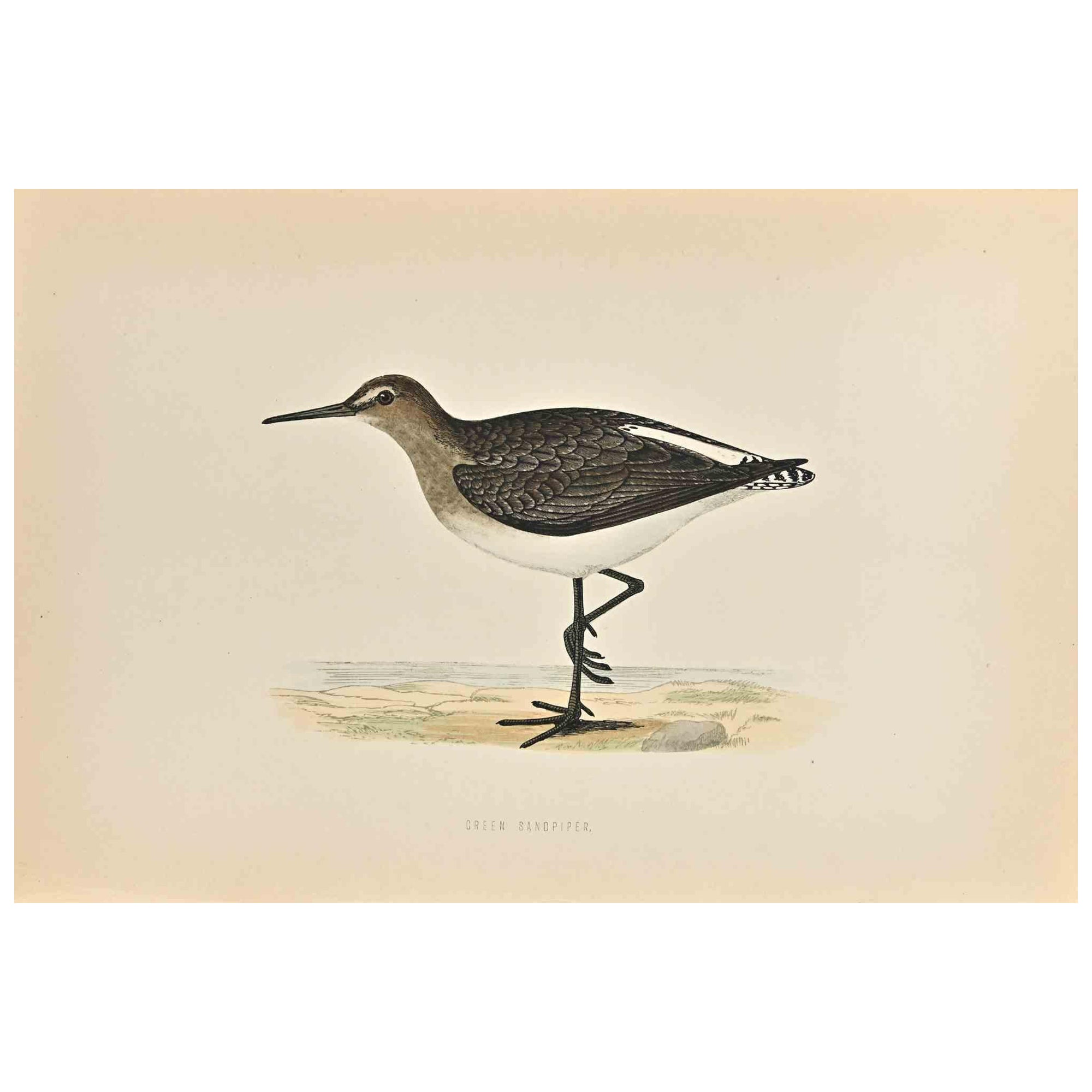 Green Sandpiper is a modern artwork realized in 1870 by the British artist Alexander Francis Lydon (1836-1917).

Woodcut print on ivory-colored paper.

Hand-colored, published by London, Bell & Sons, 1870.  

The name of the bird is printed on the