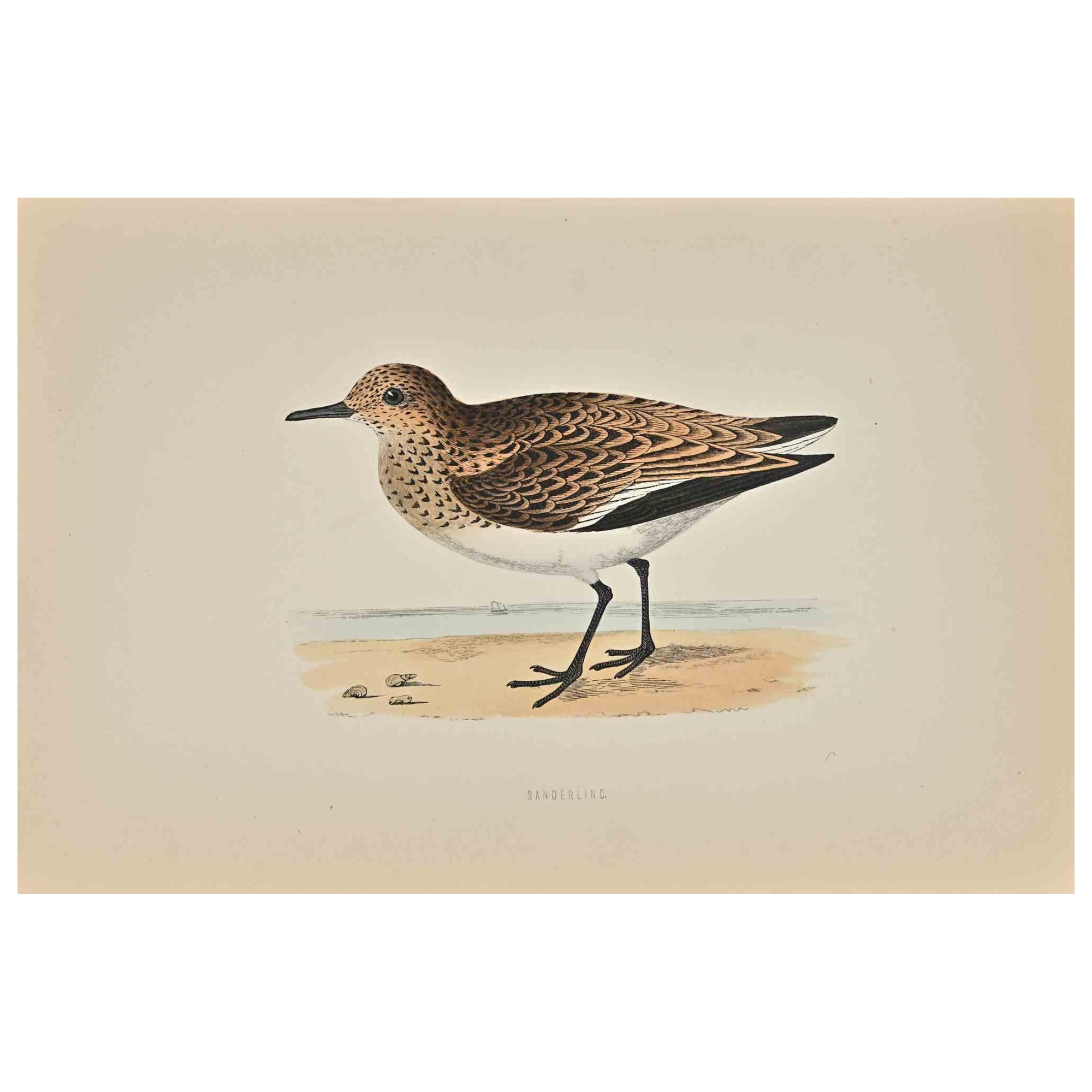 Sanderling is a modern artwork realized in 1870 by the British artist Alexander Francis Lydon (1836-1917).

Woodcut print on ivory-colored paper.

Hand-colored, published by London, Bell & Sons, 1870.  

The name of the bird is printed on the plate.