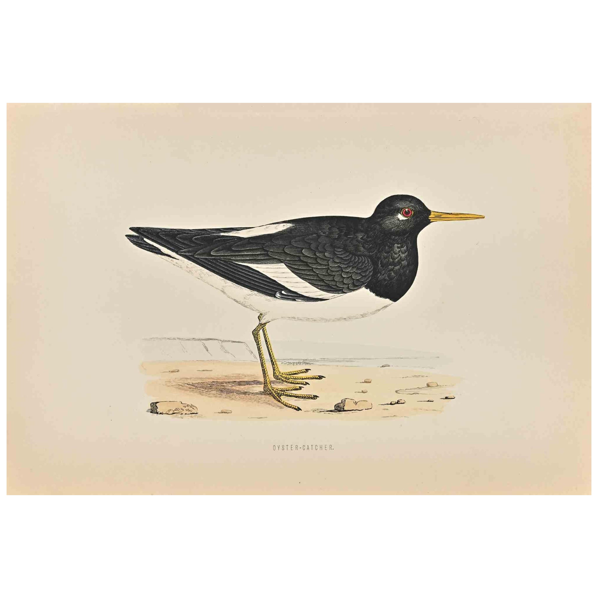 Oyster-Catcher is a modern artwork realized in 1870 by the British artist Alexander Francis Lydon (1836-1917).

Woodcut print on ivory-colored paper.

Hand-colored, published by London, Bell & Sons, 1870.  

The name of the bird is printed on the