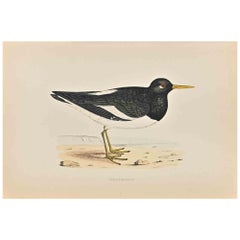 Antique Oyster-Catcher - Woodcut Print by Alexander Francis Lydon  - 1870