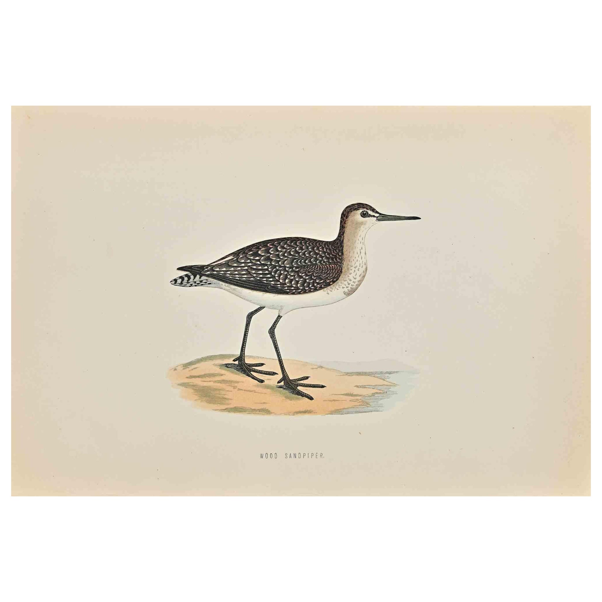 Wood Sandpiper is a modern artwork realized in 1870 by the British artist Alexander Francis Lydon (1836-1917).

Woodcut print on ivory-colored paper.

Hand-colored, published by London, Bell & Sons, 1870.  

The name of the bird is printed on the