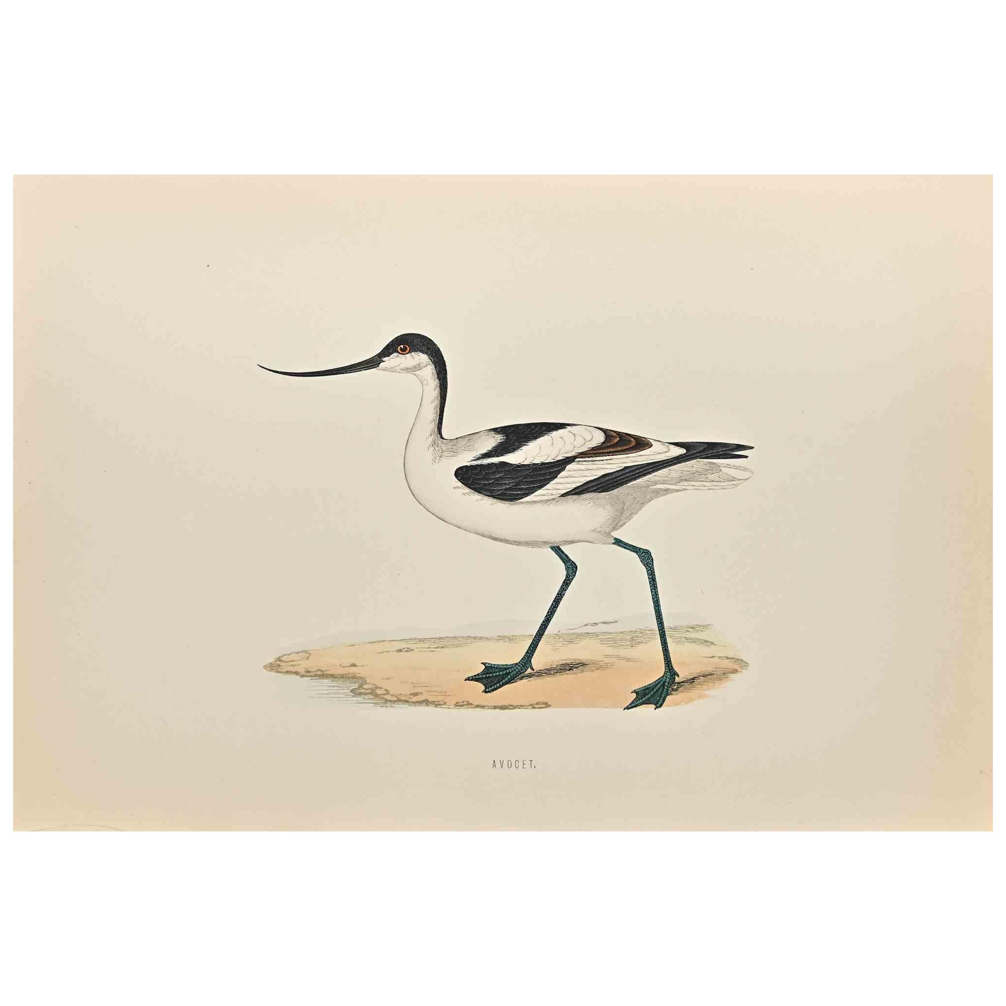 Avocet is a modern artwork realized in 1870 by the British artist Alexander Francis Lydon (1836-1917).

Woodcut print on ivory-colored paper.

Hand-colored, published by London, Bell & Sons, 1870.  

The name of the bird is printed on the plate.
