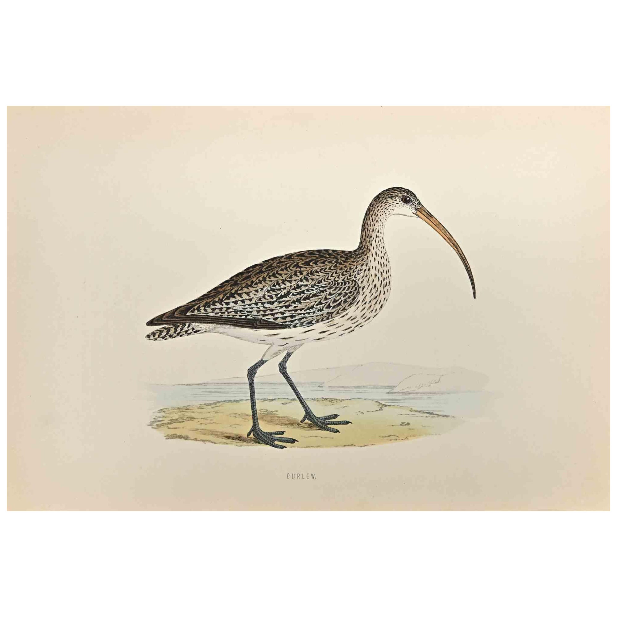 Curlew is a modern artwork realized in 1870 by the British artist Alexander Francis Lydon (1836-1917).

Woodcut print on ivory-colored paper.

Hand-colored, published by London, Bell & Sons, 1870.  

The name of the bird is printed on the plate.