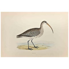 Curlew - Woodcut Print by Alexander Francis Lydon  - 1870