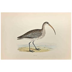 Curlew - Impression sur bois d'Alexander Francis Lydon  - 1870