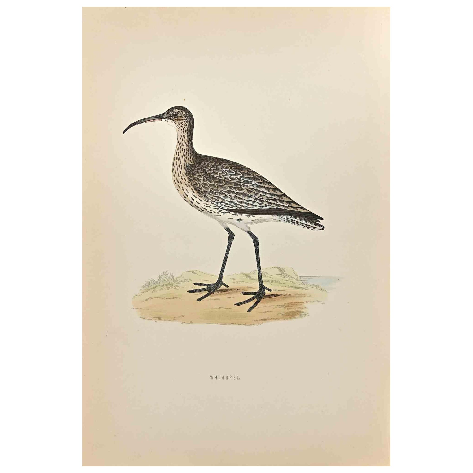 Whimbrel is a modern artwork realized in 1870 by the British artist Alexander Francis Lydon (1836-1917).

Woodcut print on ivory-colored paper.

Hand-colored, published by London, Bell & Sons, 1870.  

The name of the bird is printed on the plate.