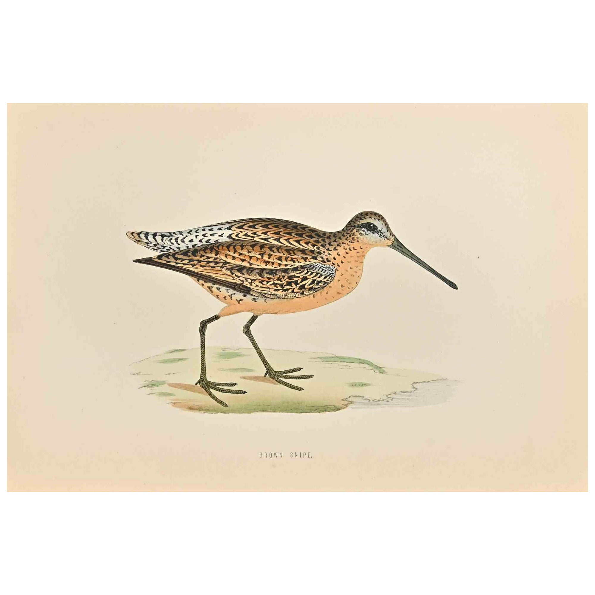Brown Snipe is a modern artwork realized in 1870 by the British artist Alexander Francis Lydon (1836-1917).

Woodcut print on ivory-colored paper.

Hand-colored, published by London, Bell & Sons, 1870.  

The name of the bird is printed on the