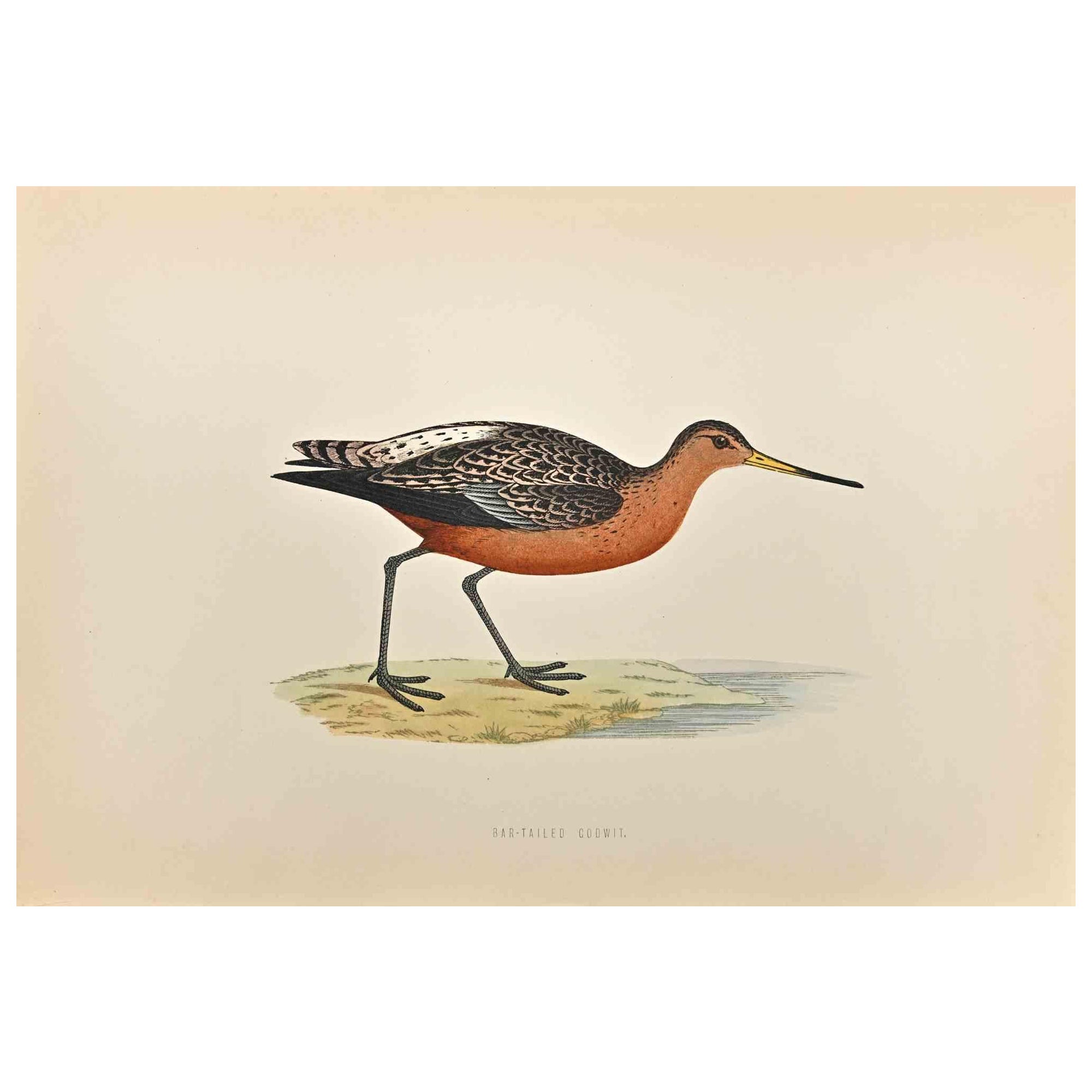 Bar-tailed Godwit is a modern artwork realized in 1870 by the British artist Alexander Francis Lydon (1836-1917).

Woodcut print on ivory-colored paper.

Hand-colored, published by London, Bell & Sons, 1870.  

The name of the bird is printed on the