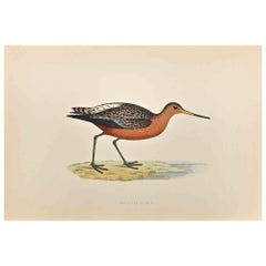 Barschwanzförmiger Godwit - Holzschnitt von Alexander Francis Lydon  - 1870