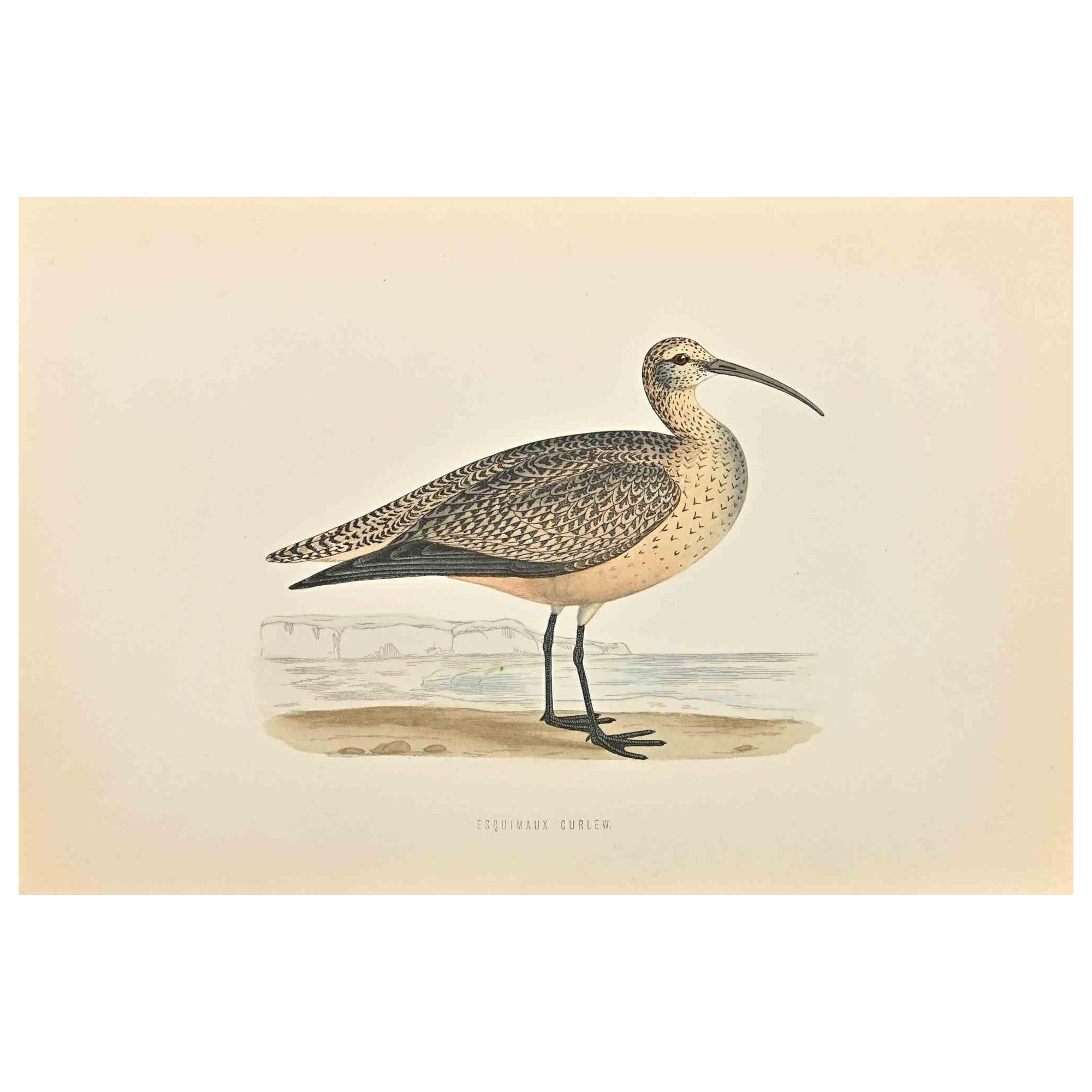 Esquimaux Curlew is a modern artwork realized in 1870 by the British artist Alexander Francis Lydon (1836-1917).

Woodcut print on ivory-colored paper.

Hand-colored, published by London, Bell & Sons, 1870.  

The name of the bird is printed on the