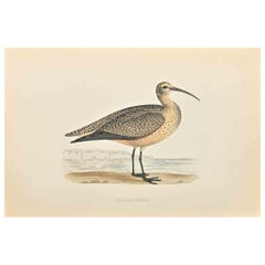 Esquimaux Curlew - Woodcut Print by Alexander Francis Lydon  - 1870