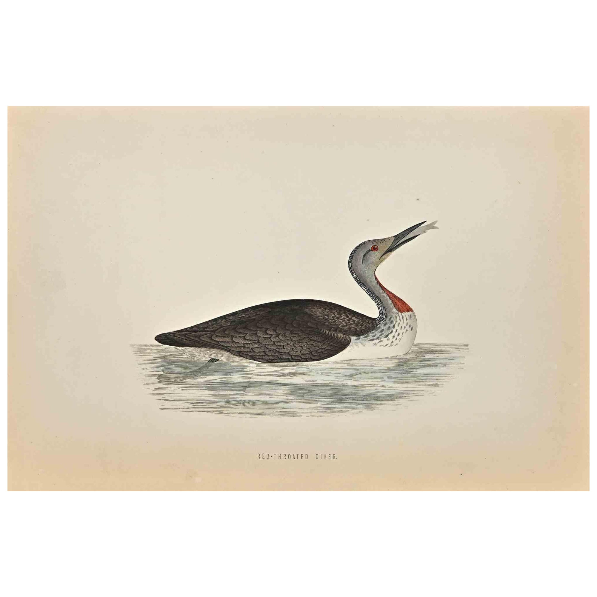 Red-Throated Diver is a modern artwork realized in 1870 by the British artist Alexander Francis Lydon (1836-1917).

Woodcut print on ivory-colored paper.

Hand-colored, published by London, Bell & Sons, 1870.  

The name of the bird is printed on