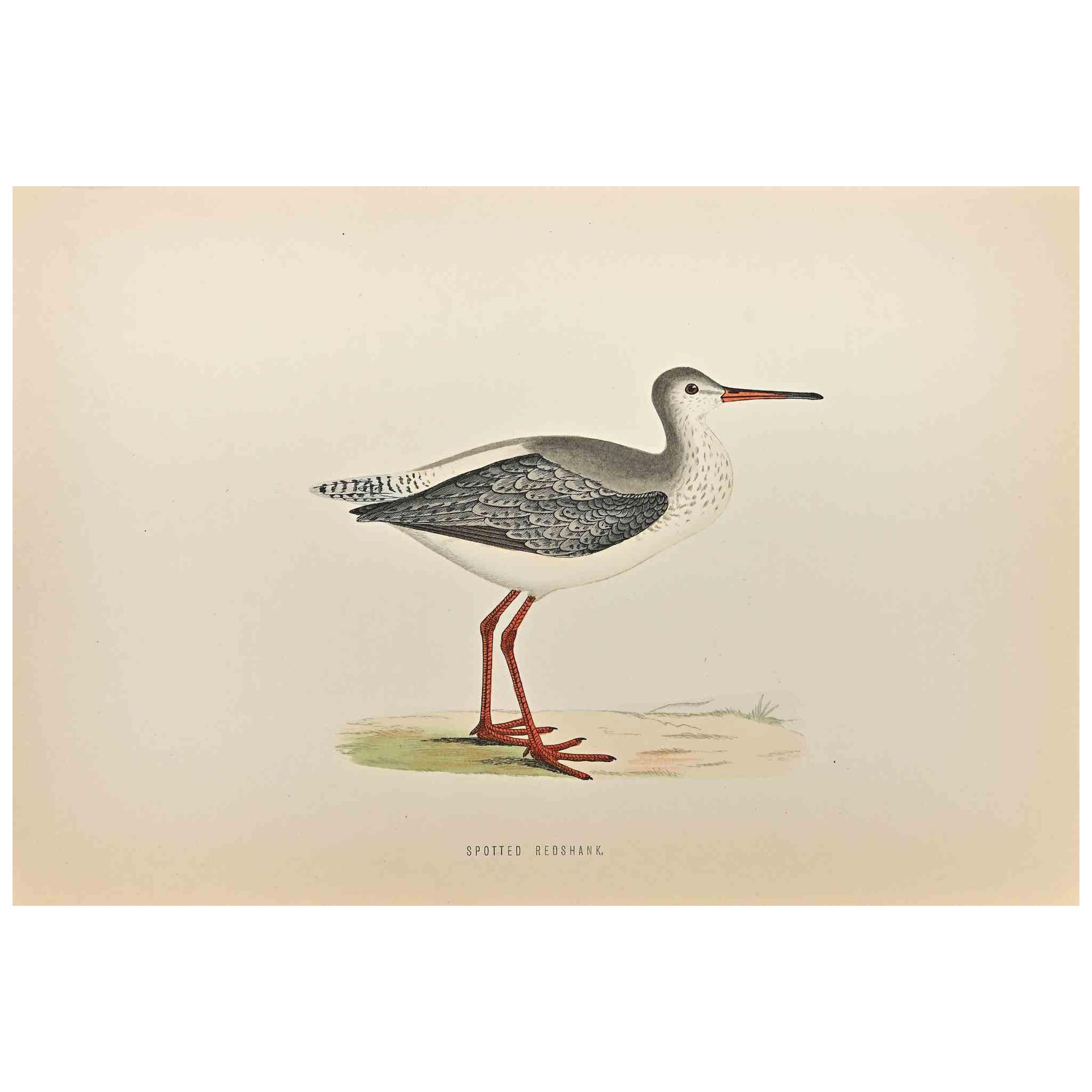 Spotted Redshank is a modern artwork realized in 1870 by the British artist Alexander Francis Lydon (1836-1917).

Woodcut print on ivory-colored paper.

Hand-colored, published by London, Bell & Sons, 1870.  

The name of the bird is printed on the
