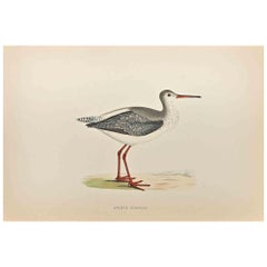 Antique Spotted Redshank - Woodcut Print by Alexander Francis Lydon  - 1870