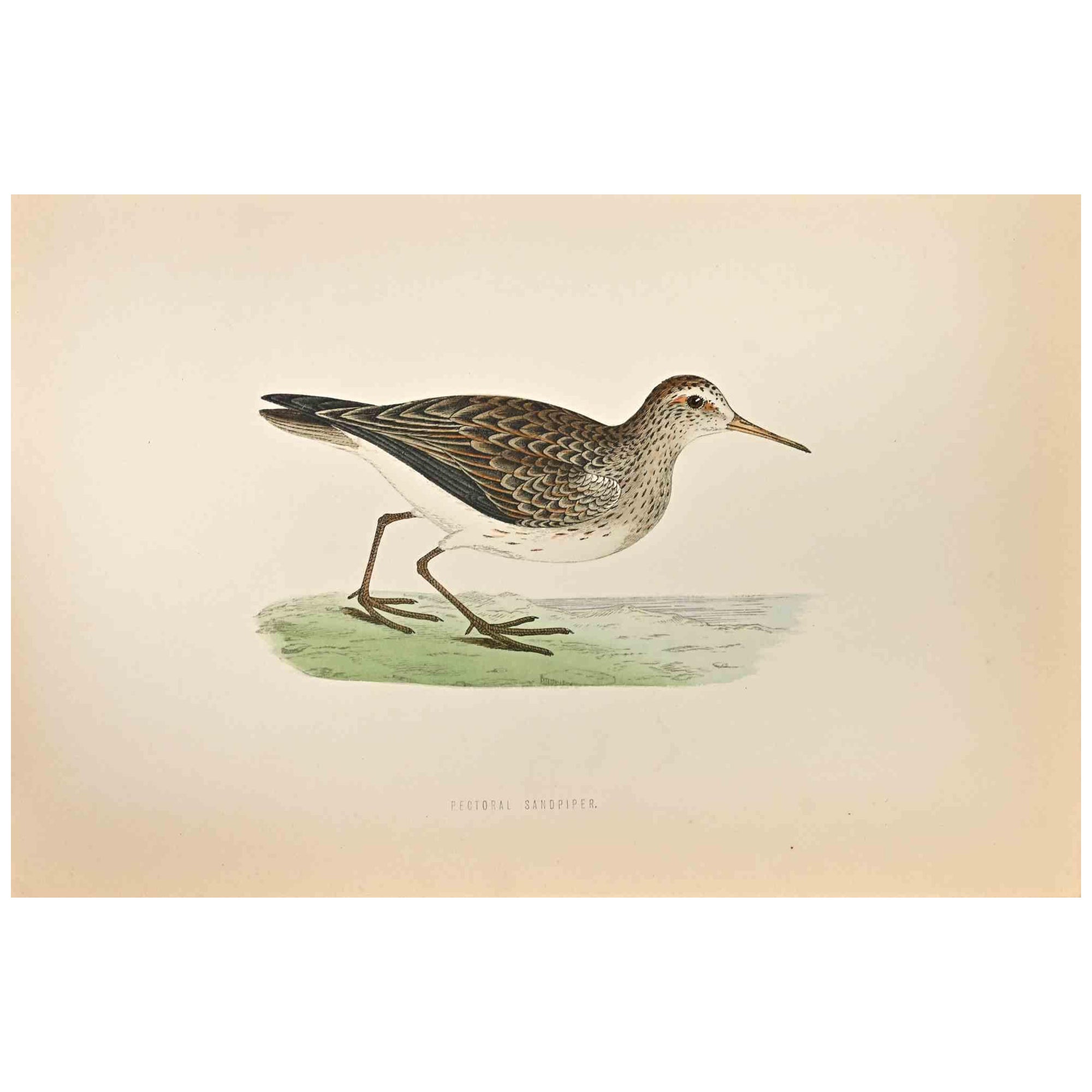 Pectoral  Sandpiper is a modern artwork realized in 1870 by the British artist Alexander Francis Lydon (1836-1917).

Woodcut print on ivory-colored paper.

Hand-colored, published by London, Bell & Sons, 1870.  

The name of the bird is printed on