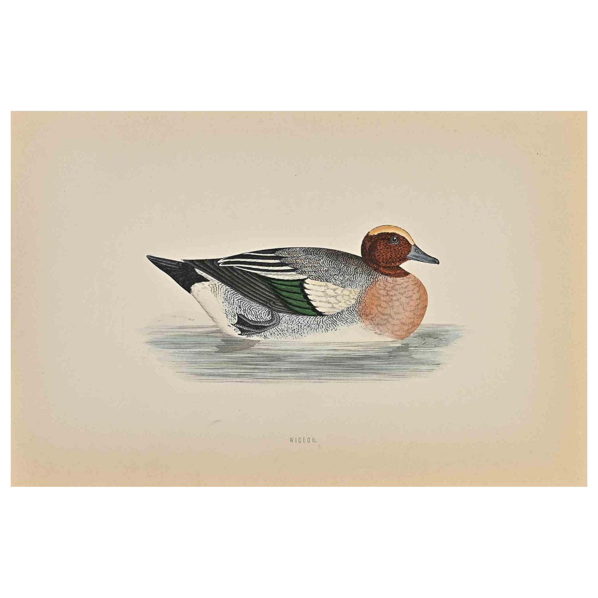 Wigeon is a modern artwork realized in 1870 by the British artist Alexander Francis Lydon (1836-1917).

Woodcut print on ivory-colored paper.

Hand-colored, published by London, Bell & Sons, 1870.  

The name of the bird is printed on the plate.