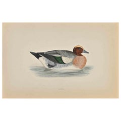 Impression sur bois wigeon d'Alexander Francis Lydon  - 1870