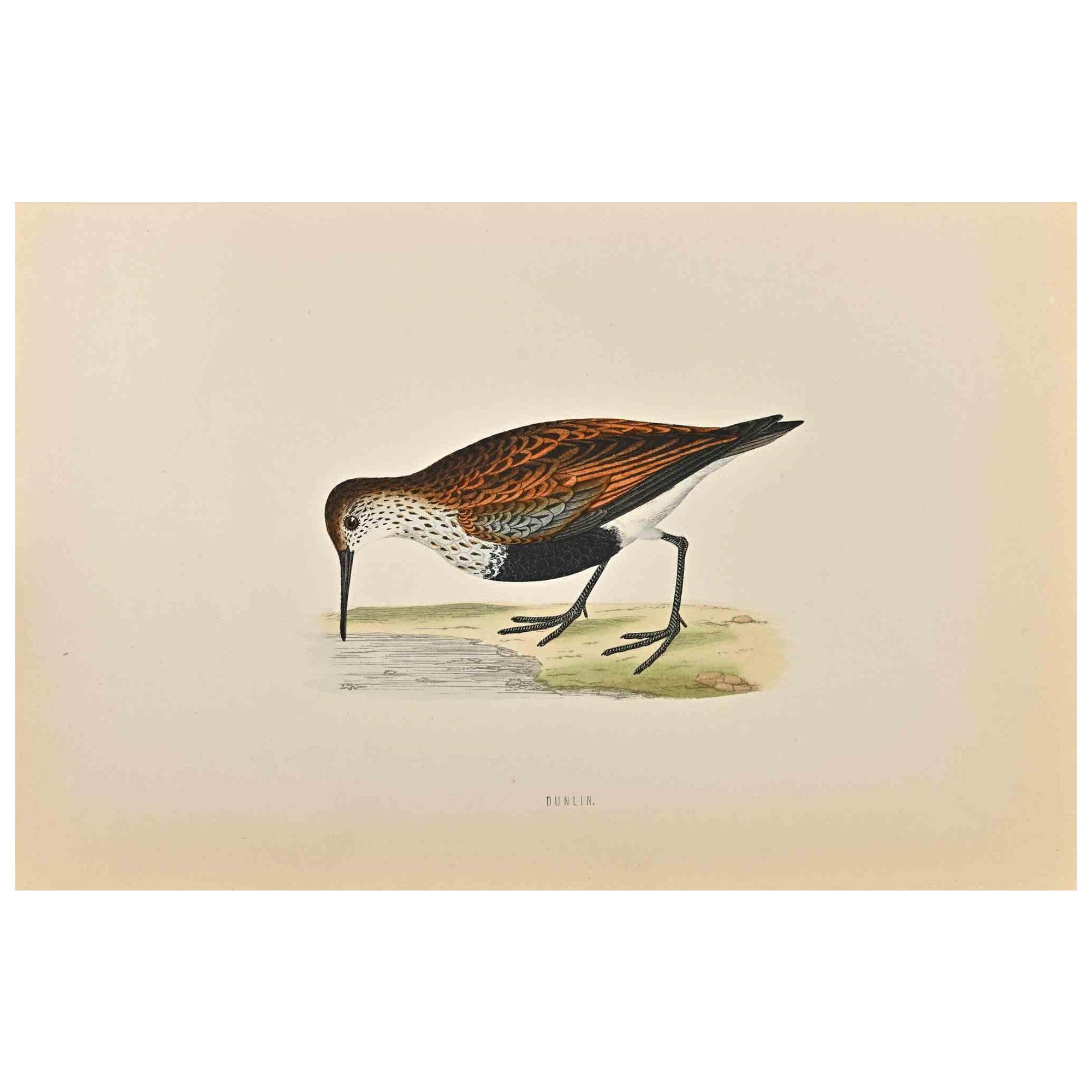 Dunlin is a modern artwork realized in 1870 by the British artist Alexander Francis Lydon (1836-1917).

Woodcut print on ivory-colored paper.

Hand-colored, published by London, Bell & Sons, 1870.  

The name of the bird is printed on the plate.