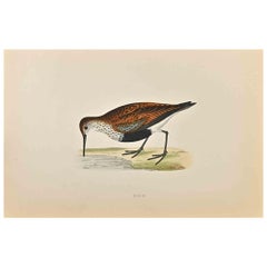 Antique Dunlin- Woodcut Print by Alexander Francis Lydon  - 1870