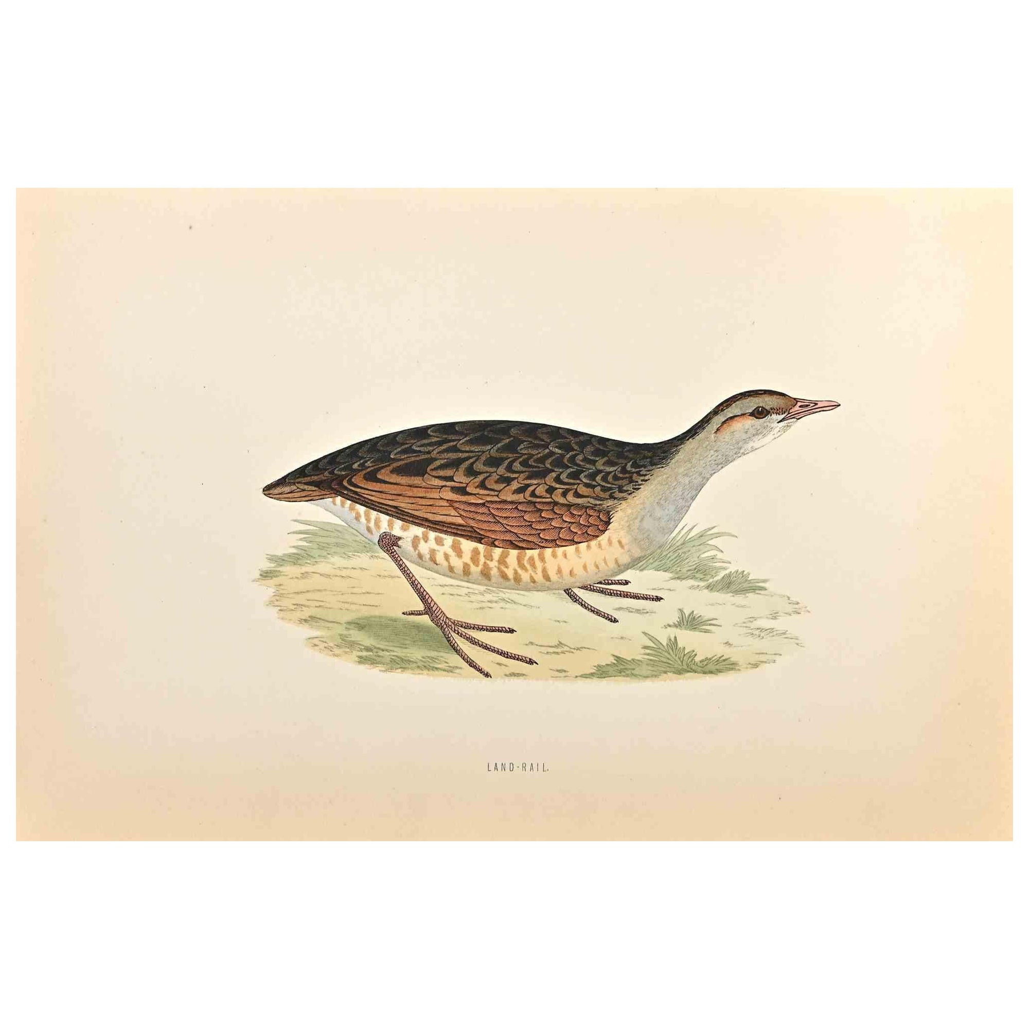 Land-Rail is a modern artwork realized in 1870 by the British artist Alexander Francis Lydon (1836-1917).

Woodcut print on ivory-colored paper.

Hand-colored, published by London, Bell & Sons, 1870.  

The name of the bird is printed on the plate.