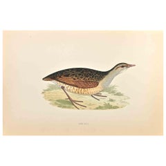 Land-Rail - Woodcut Print by Alexander Francis Lydon  - 1870