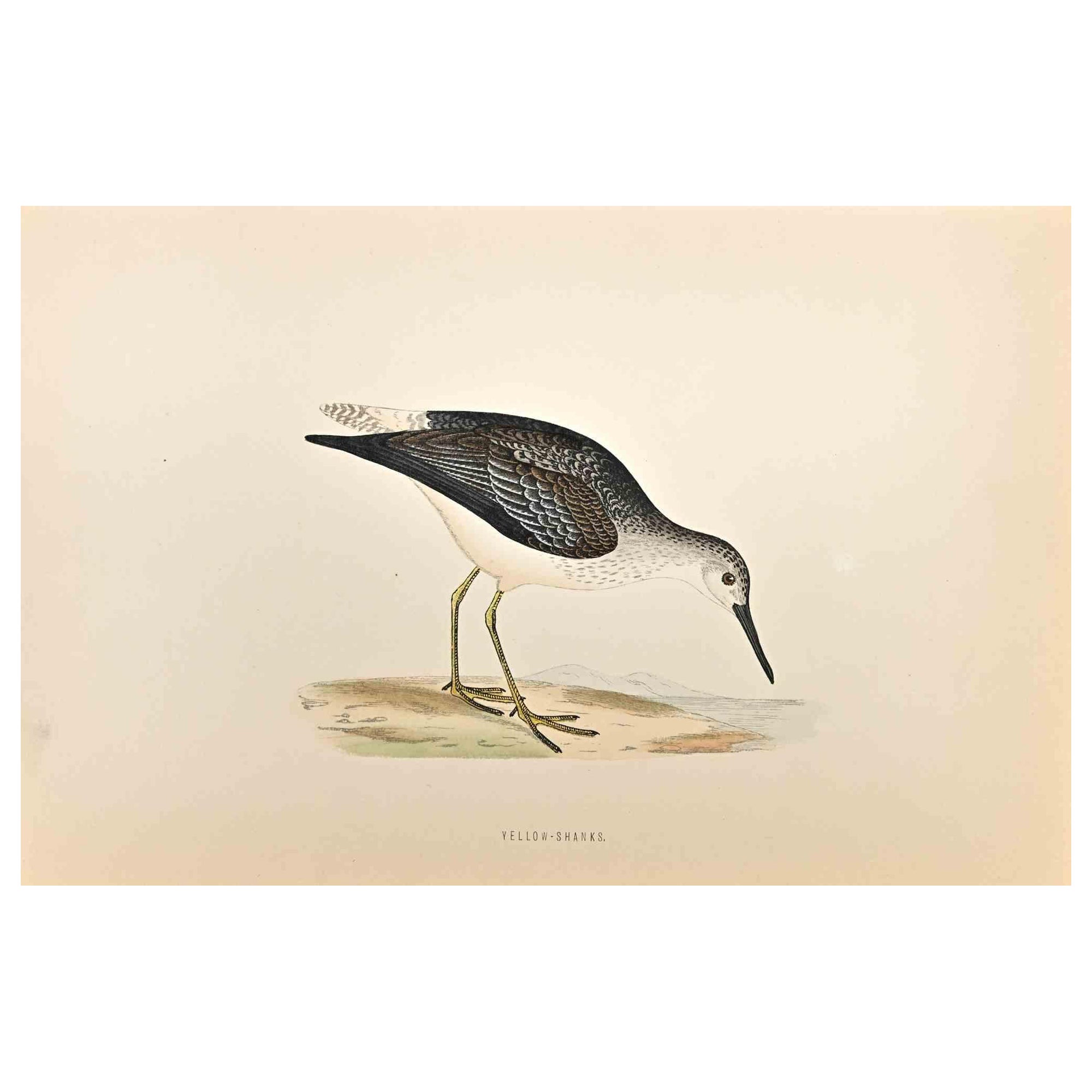 Yellow-Shanks is a modern artwork realized in 1870 by the British artist Alexander Francis Lydon (1836-1917).

Woodcut print on ivory-colored paper.

Hand-colored, published by London, Bell & Sons, 1870.  

The name of the bird is printed on the