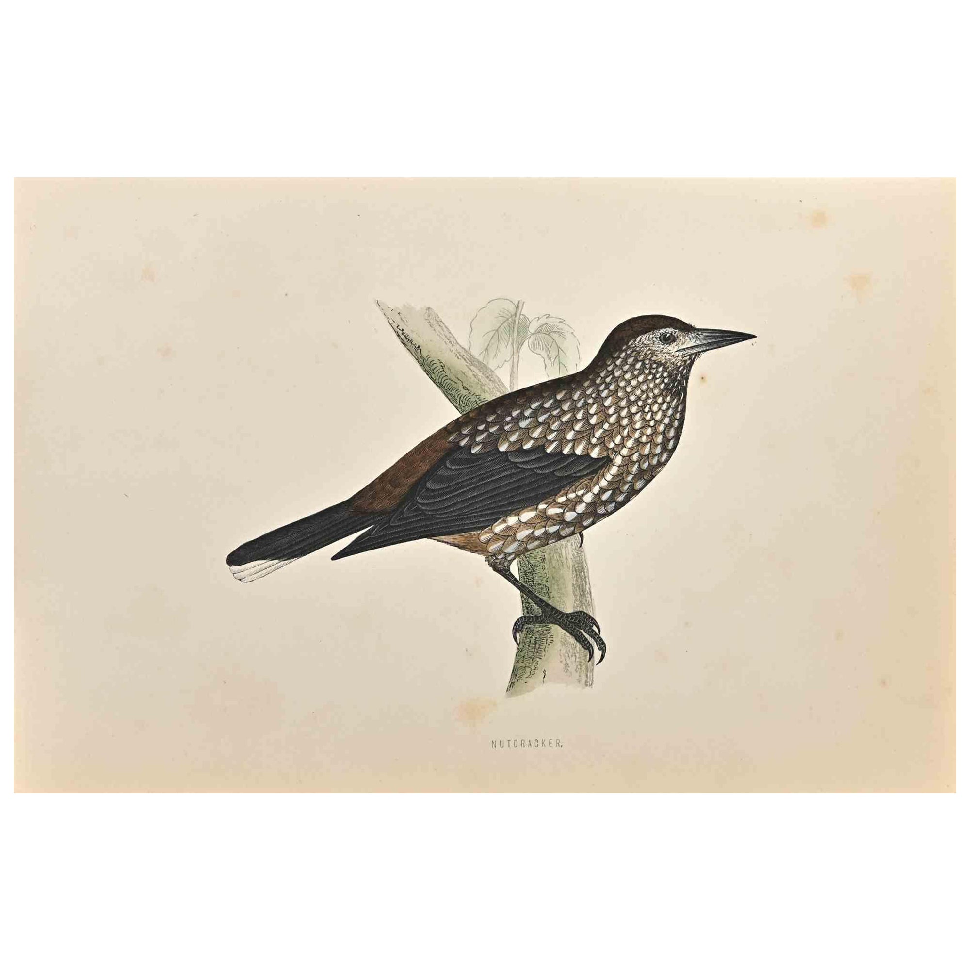 Nutcracker is a modern artwork realized in 1870 by the British artist Alexander Francis Lydon (1836-1917).

Woodcut print on ivory-colored paper.

Hand-colored, published by London, Bell & Sons, 1870.  

The name of the bird is printed on the plate.