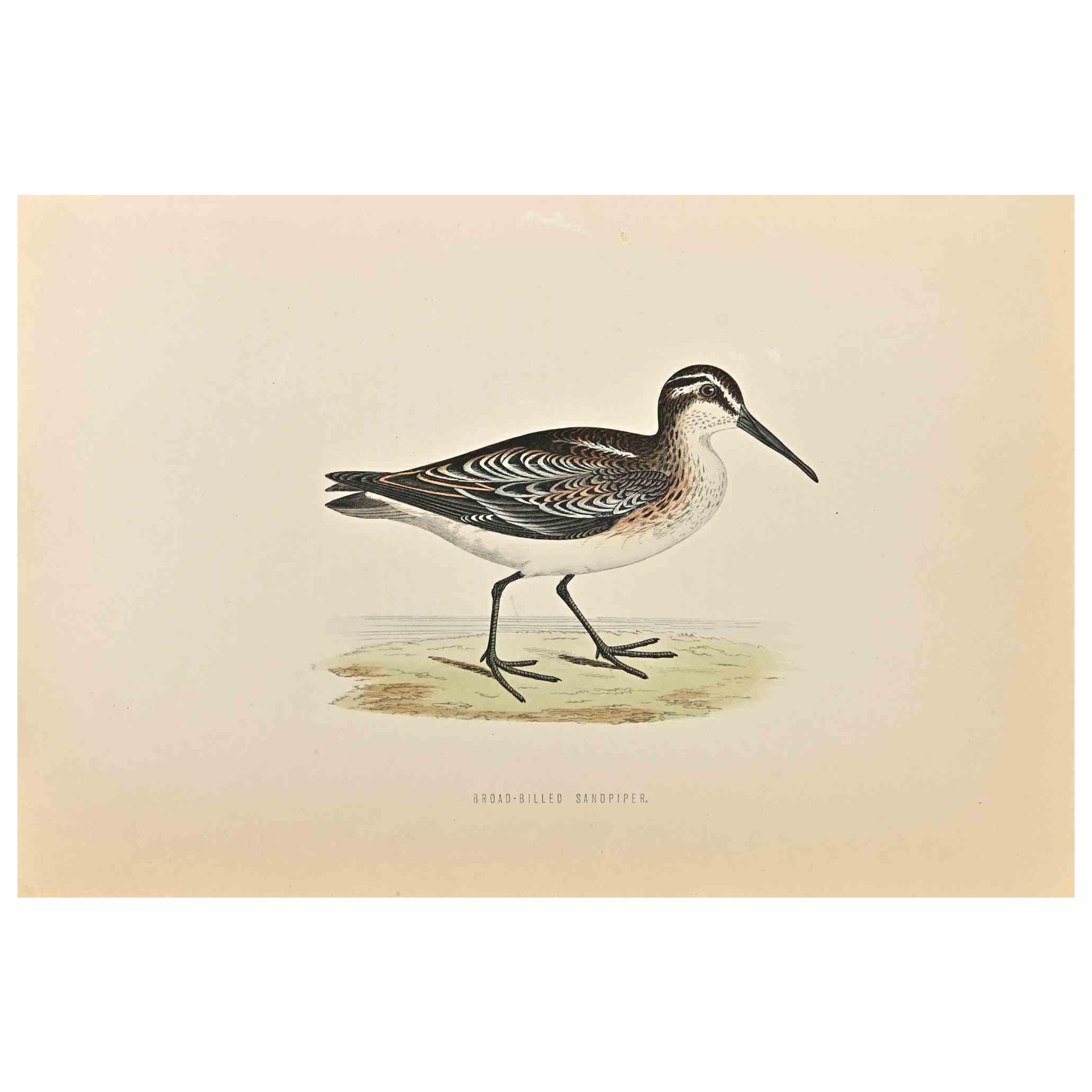 Broad-Billed Sandpiper is a modern artwork realized in 1870 by the British artist Alexander Francis Lydon (1836-1917).

Woodcut print on ivory-colored paper.

Hand-colored, published by London, Bell & Sons, 1870.  

The name of the bird is printed