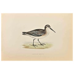 Antique Broad-Billed Sandpiper - Woodcut Print by Alexander Francis Lydon  - 1870