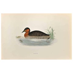 Antique Dabchick- Woodcut Print by Alexander Francis Lydon  - 1870