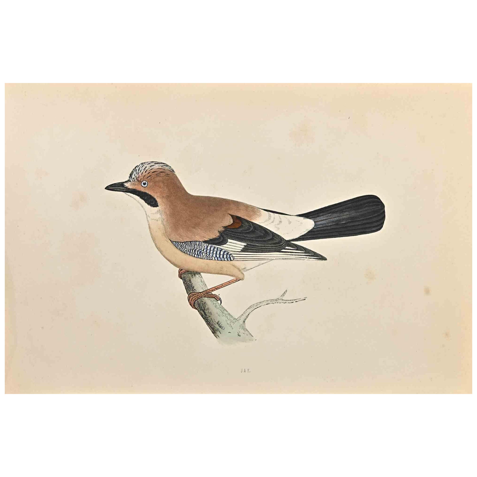 Jay is a modern artwork realized in 1870 by the British artist Alexander Francis Lydon (1836-1917).

Woodcut print on ivory-colored paper.

Hand-colored, published by London, Bell & Sons, 1870.  

The name of the bird is printed on the plate. This