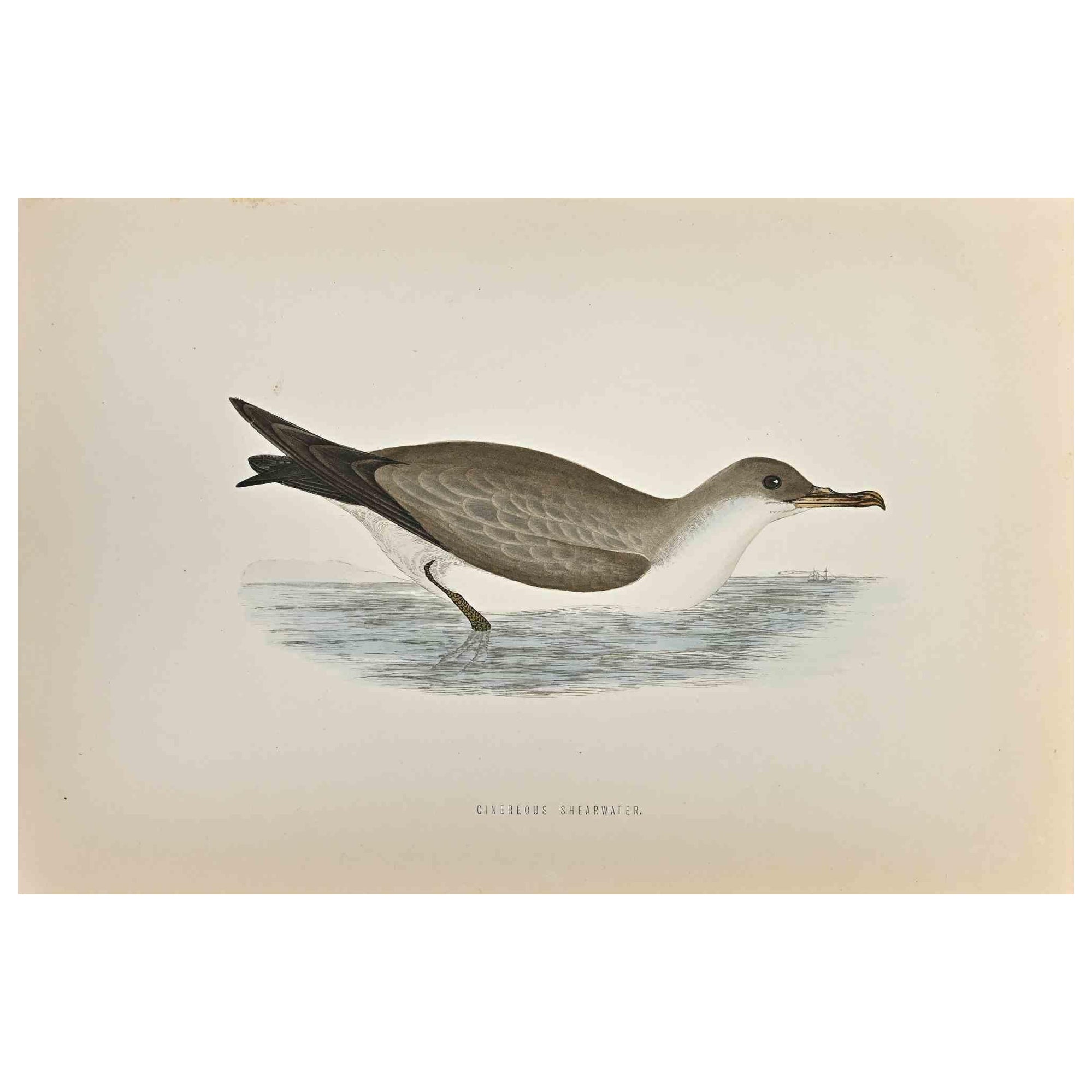 Cinereous Shearwater is a modern artwork realized in 1870 by the British artist Alexander Francis Lydon (1836-1917) . 

Woodcut print, hand colored, published by London, Bell & Sons, 1870.  Name of the bird printed in plate. This work is part of a