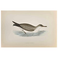 Cinereous Shearwater - Woodcut Print by Alexander Francis Lydon  - 1870