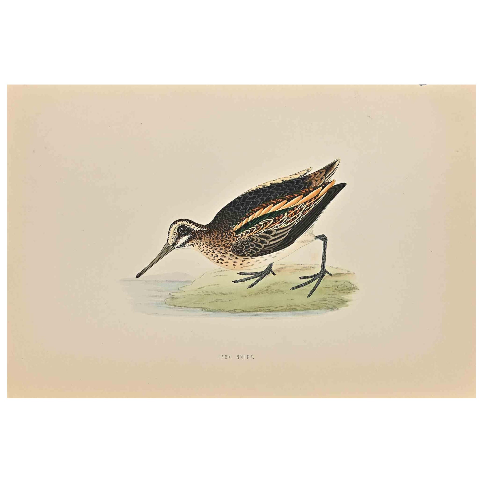 Jack Snipe is a modern artwork realized in 1870 by the British artist Alexander Francis Lydon (1836-1917) . 

Woodcut print on ivory-colored paper.

Hand-colored, published by London, Bell & Sons, 1870.  

The name of the bird is printed on the