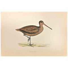 Antique Sabine's Snipe  - Woodcut Print by Alexander Francis Lydon  - 1870