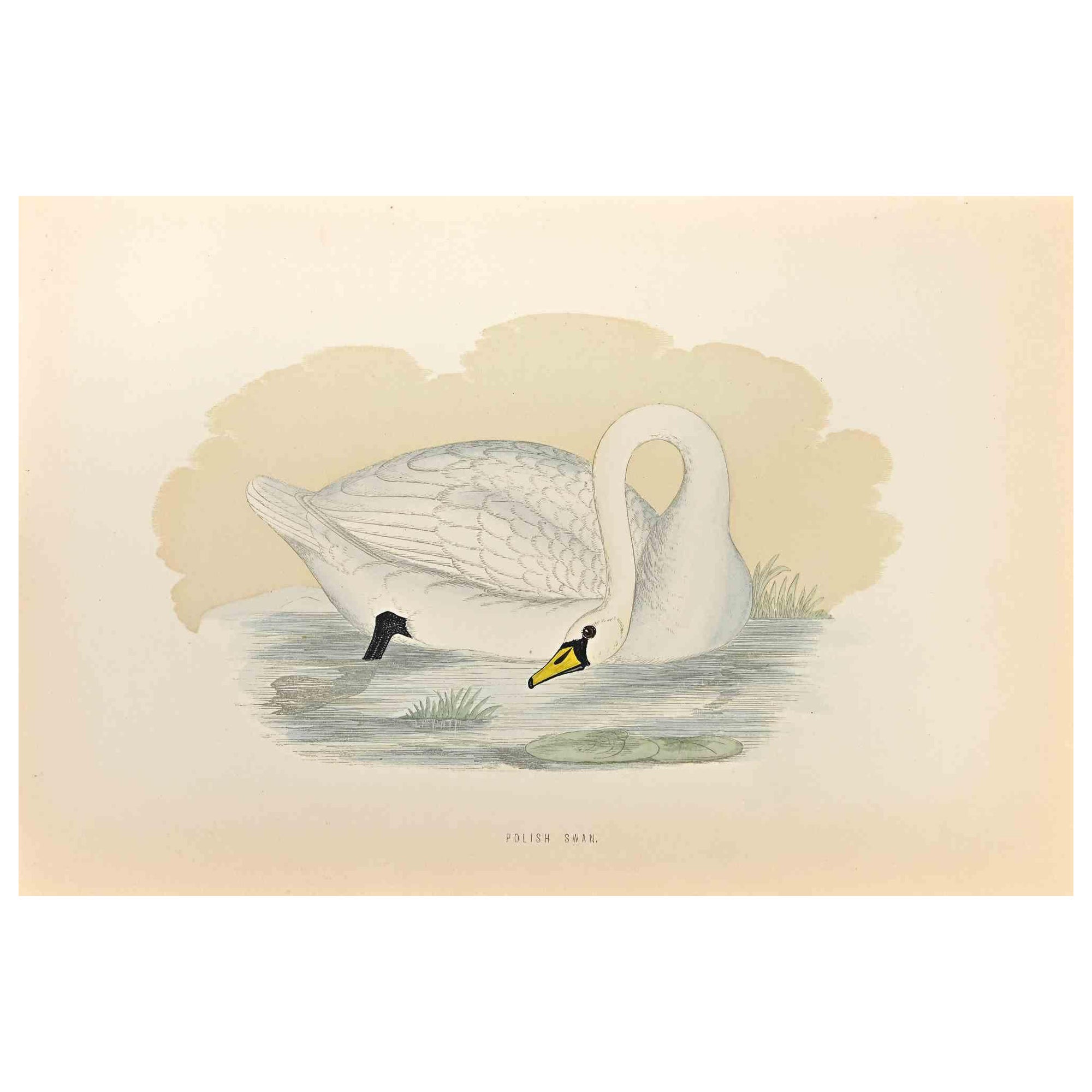 Polish Swan is a modern artwork realized in 1870 by the British artist Alexander Francis Lydon (1836-1917) . 

Woodcut print on ivory-colored paper.

Hand-colored, published by London, Bell & Sons, 1870.  

The name of the bird is printed on the