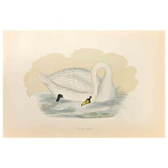 Polish Swan - Woodcut Print by Alexander Francis Lydon  - 1870