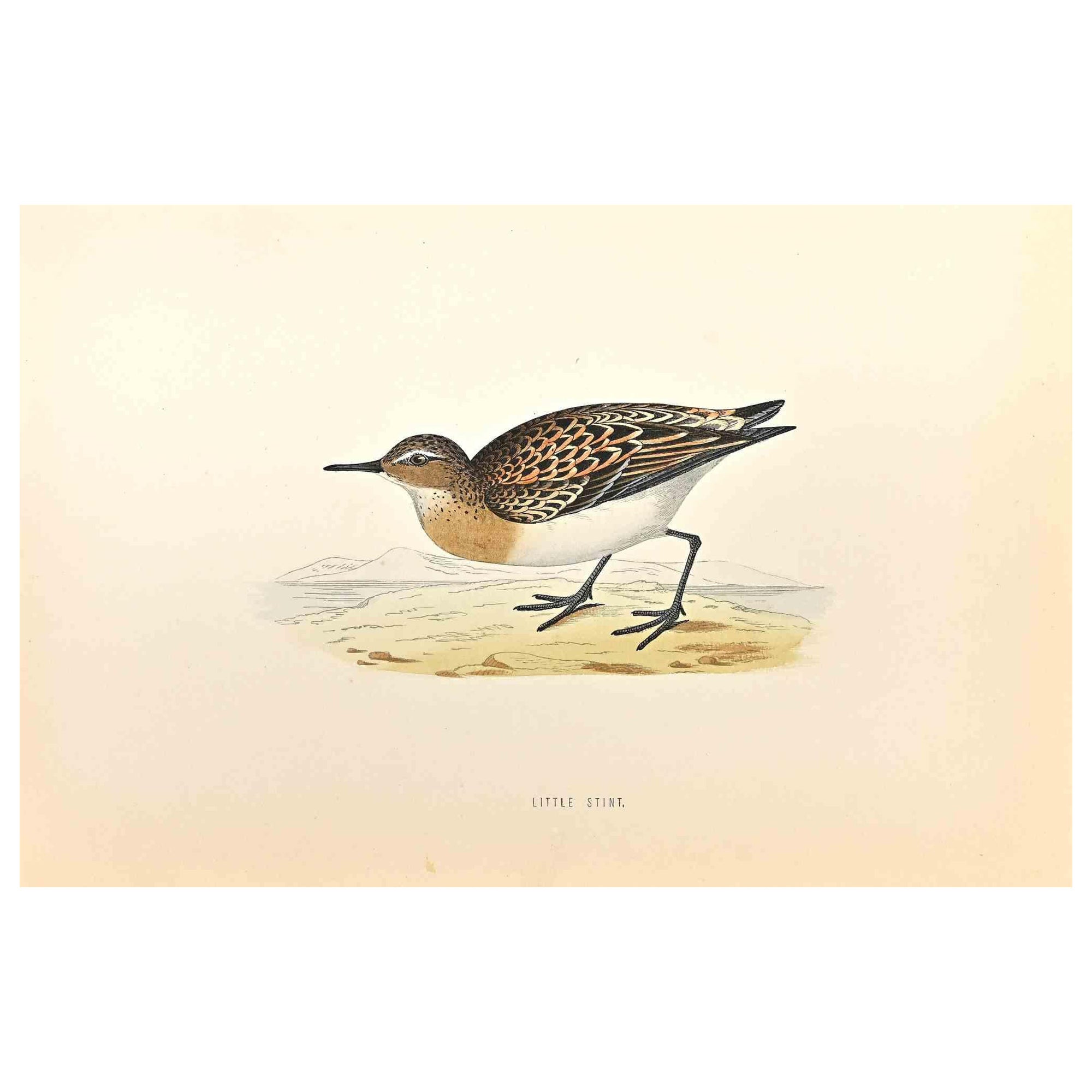 Little Stint is a modern artwork realized in 1870 by the British artist Alexander Francis Lydon (1836-1917) . 

Woodcut print on ivory-colored paper.

Hand-colored, published by London, Bell & Sons, 1870.  

The name of the bird is printed on the