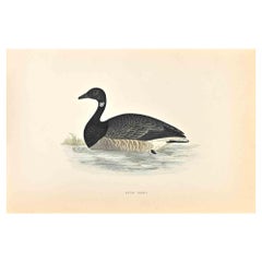 Antique Brent Goose - Woodcut Print by Alexander Francis Lydon  - 1870