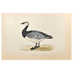 Antique Bernicle Goose - Woodcut Print by Alexander Francis Lydon  - 1870