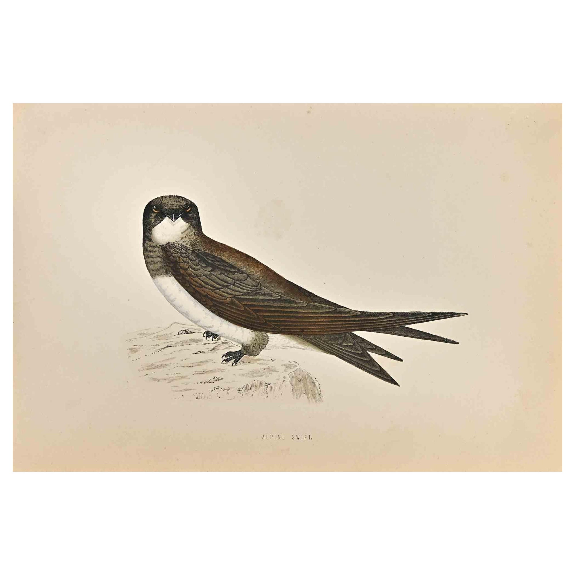 Alpine Swift est une œuvre d'art moderne réalisée en 1870 par l'artiste britannique Alexander Francis Lydon (1836-1917) . 

Gravure sur bois sur papier couleur ivoire.

Coloré à la main, publié par Londres, Bell & Sons, 1870.  

Le nom de l'oiseau