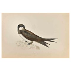 Alpine Swift – Holzschnittdruck von Alexander Francis Lydon  - 1870